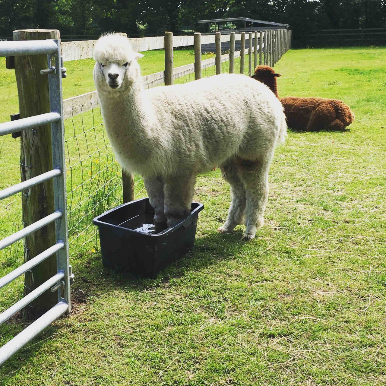 Stay on an Alpaca Farm near Liverpool!